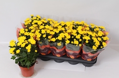 Chrysanth Cozy 12Ø 26cm