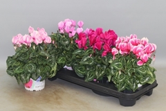 Cyclamen Super Serie Xl 13Ø 30cm