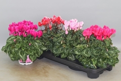 Cyclamen Super Serie Xl 13Ø 30cm