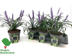 Liriope Royal Purple 17Ø 40cm