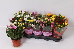 Chrysanth Mix 12Ø 26cm