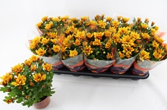 Chrysanth Heat 12Ø 27cm