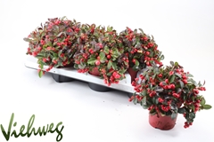 Gaultheria Big Berry 12Ø 20cm
