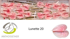 Anthurium Lunette 9cm Hd