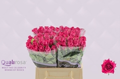 Rosa Madam Cerise 40cm