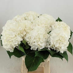 Hydrangea White Verena 60cm 18-20cm Hd