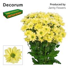 Chrysanth Spray Kennedy Cream 70cm 90gr.