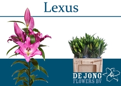 Lily Oriental Lexus 55cm 3+