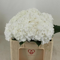 Hydrangea White Verena 50cm 16-18cm Hd
