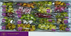 Cymbidium Mini Mix 40cm