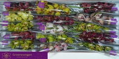 Cymbidium Mini Mix 50cm