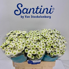 Chrysanth Santini Maverick White 55cm 50gr.
