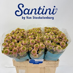 Chrysanth Santini Davina 55cm 40gr.