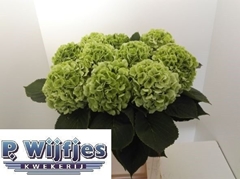 Hydrangea Verena Classic 80cm 17-19cm Hd