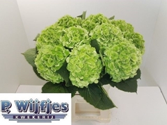 Hydrangea Verena Classic 60cm 16-18cm Hd
