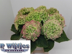 Hydrangea Verena Classic 60cm 16-18cm Hd