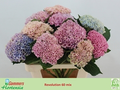 Hydrangea Revolution Blue 60cm 10-12cm Hd