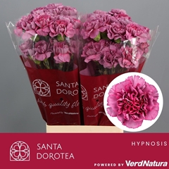 Dianthus Single Hypnosis 65cm
