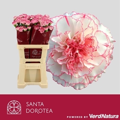 Dianthus Single Pastel Damascus 65cm