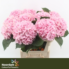 Hydrangea Verena 80cm 23-25cm Hd