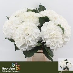 Hydrangea White Verena 65cm 19-21cm Hd
