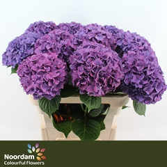 Hydrangea Rodeo Purple 80cm 20-22cm Hd