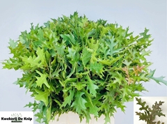 Quercus Palustris 80cm
