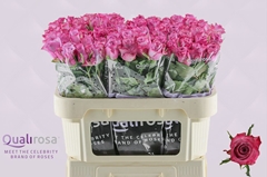 Rosa Deep Purple 70cm