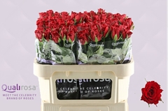 Rosa Madam Red 70cm