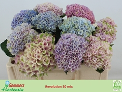 Hydrangea Revolution Pink 50cm 9-11cm Hd