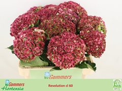 Hydrangea Revolution Classic 60cm 11-13cm Hd