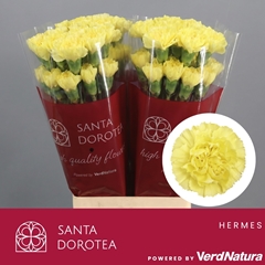 Dianthus Single Hermes 65cm