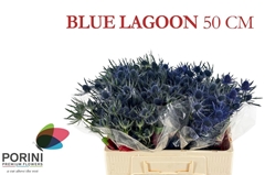 Eryngium Planum Magical Blue Lagoon 50cm