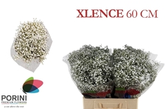 Gypsophila Paniculata Xlence 60cm 20gr.
