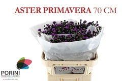Aster Primavera 70cm 45gr.