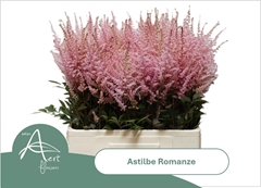 Astilbe Romanze 65cm