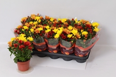 Chrysanth Mix 12Ø 26cm