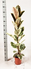Ficus Tineke 21Ø 135cm