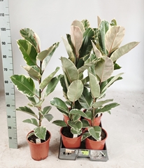 Ficus Tineke 19Ø 100cm