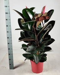 Ficus Abidjan 27Ø 115cm
