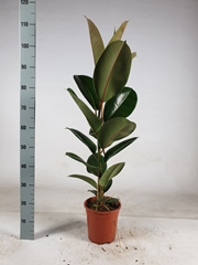 Ficus Robusta 21Ø 110cm