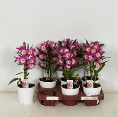 Dendrobium Nobile Cultivars 12Ø 35cm 1st