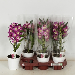 Dendrobium Nobile Cultivars 12Ø 40cm 1st