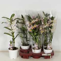 Dendrobium Nobile Cultivars 12Ø 50cm 1st