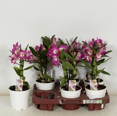 Dendrobium Nobile Cultivars 12Ø 35cm 1st