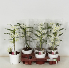 Dendrobium Nobile Cultivars 12Ø 45cm 1st