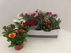Chrysanth Mix 6 Mix 12Ø 25cm