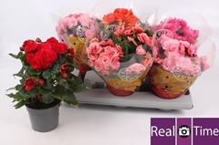 Begonia Double Mix 13Ø 28cm