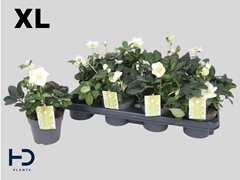 Helleborus Christmas Carol 12Ø 25cm