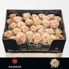 Rosa Bellini! 70cm